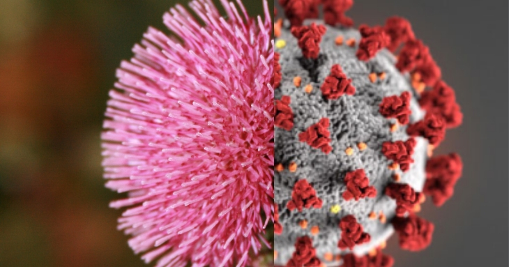 Nu confundați alergiile cu noul&nbsp;coronavirus